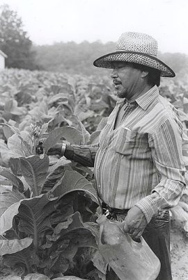 Farmworkers Target Tobacco Giant After Deaths in the Fields
