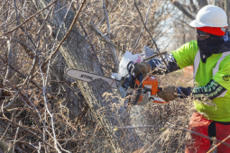 A person works outside among leafless trees, slicing through the trunk of one with an orange chainsaw. The person is wearing a neon green shirt and protective gear: gloves, a hardhat, sunglasses, a gaiter mask, and thick orange pants or chaps.