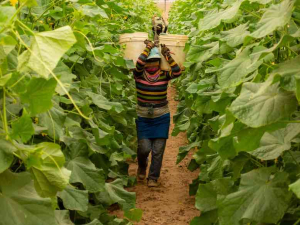 A woman wearing jeans, a blue apron, a colorful striped shirt, and heavy gloves walks between two dense rows of vegetation with a five gallon plastic bucket on each shoulder