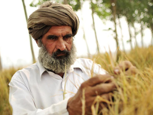 Rice farmer inspecting crop in field in Punjab.