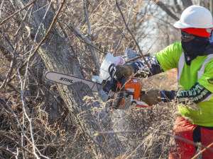 A person works outside among leafless trees, slicing through the trunk of one with an orange chainsaw. The person is wearing a neon green shirt and protective gear: gloves, a hardhat, sunglasses, a gaiter mask, and thick orange pants or chaps.