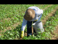 Farmworker in hat bent over in field, picking.