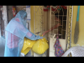 Dalit sanitation worker in a PPE suit accepting trash in yellow bags by hand from the home of a coronavirus patient