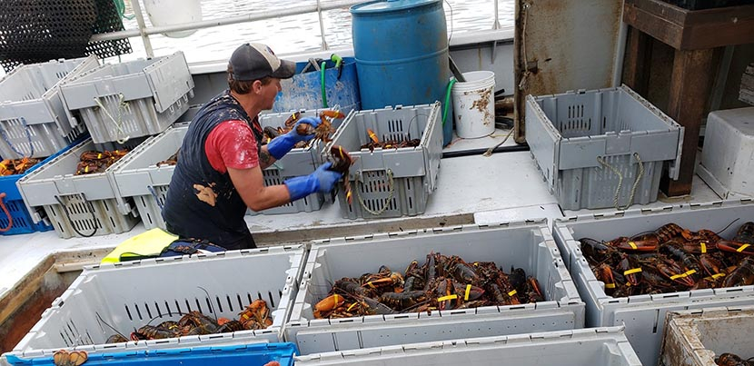 Man in cap and vest in orange shirt at top center. Three tubs of lobsters below him and others around him as well. Window at top center. Blue drum at top center.