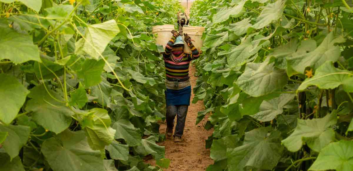 A woman wearing jeans, a blue apron, a colorful striped shirt, and heavy gloves walks between two dense rows of vegetation with a five gallon plastic bucket on each shoulder