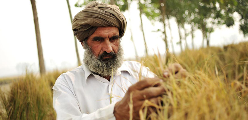 Rice farmer inspecting crop in field in Punjab.