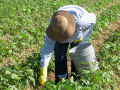 Farmworker in hat bent over in field, picking.